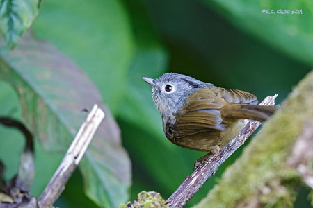 Grey-cheeked Fulvetta