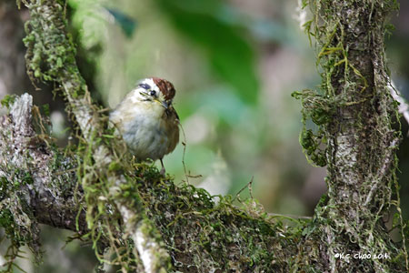 Rufous-winged Fulvetta