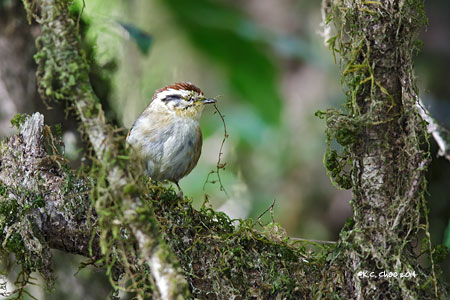 Rufous-winged Fulvetta
