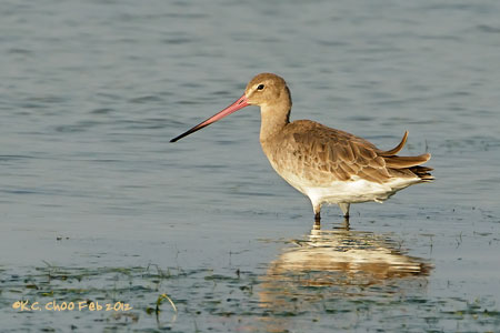 Black-tailed Godwit