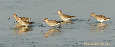 Black-tailed Godwit
