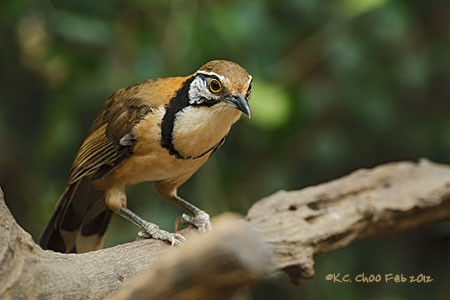 Greater Necklaced Laughingthrush