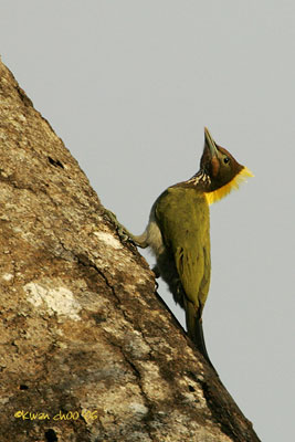 Greater Yellownape Woodpecker