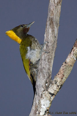 Greater Yellownape Woodpecker