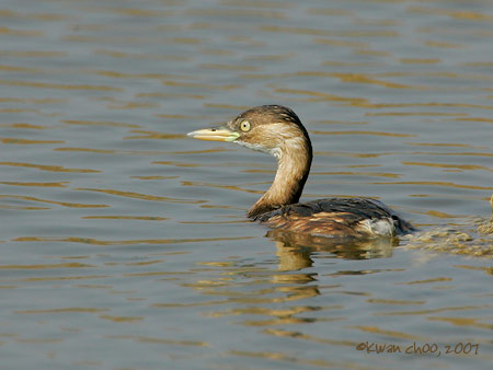 Little Grebe