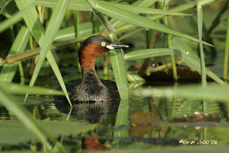 Little Grebe