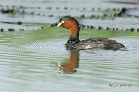 Little Grebe