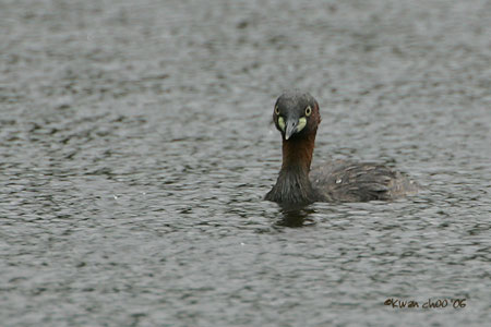 Little Grebe