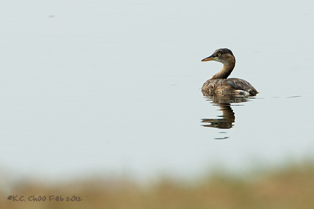 Little Grebe