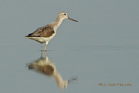 Common Greenshank