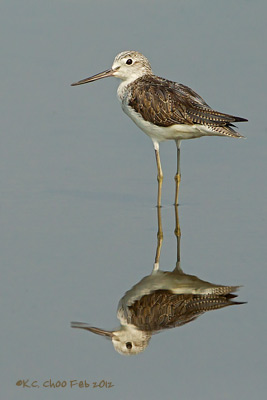 Common Greenshank