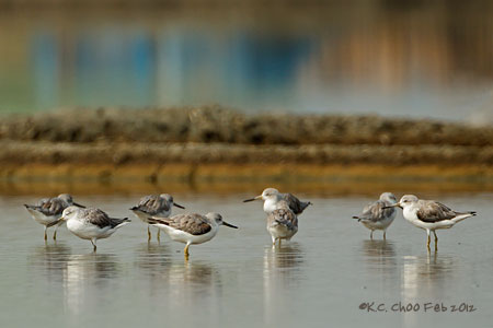 Nordmann's Greenshank