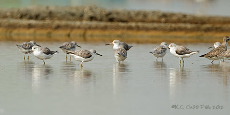 Nordmann's Greenshank