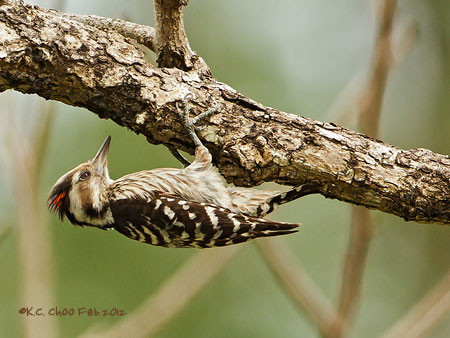 Grey-capped Pygmy Woodpecker