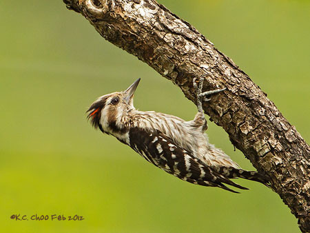 Grey-capped Pygmy Woodpecker