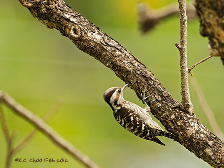 Grey-capped Pygmy Woodpecker