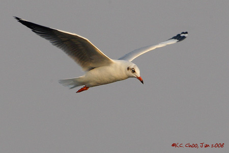 Brown-headed Gull