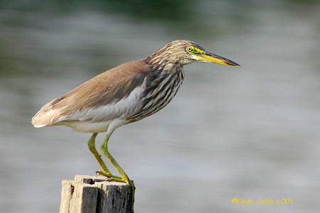 Chinese Pond Heron