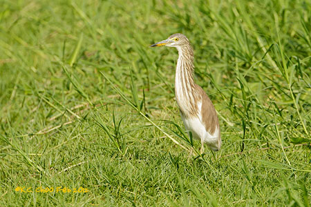 Chinese Pond Heron