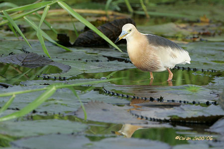 Javan Pond Heron