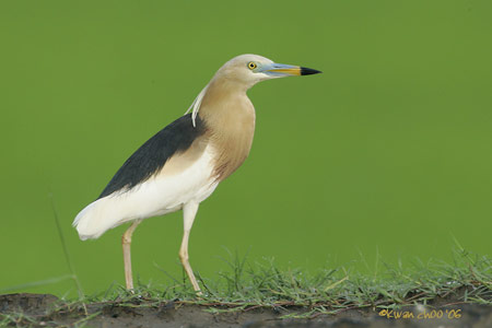 Javan Pond Heron