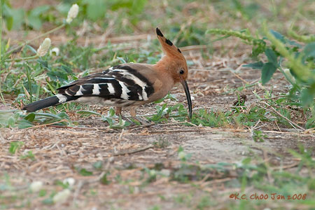 Common Hoopoe