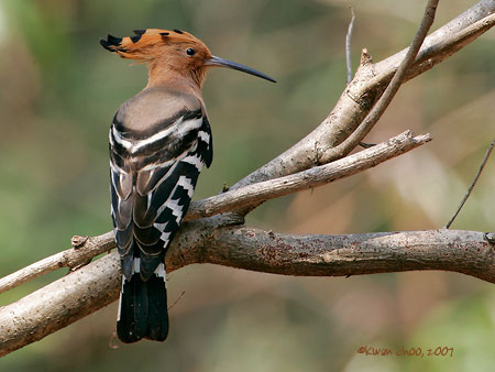 Common Hoopoe