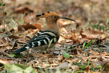 Common Hoopoe