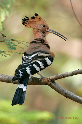 Common Hoopoe