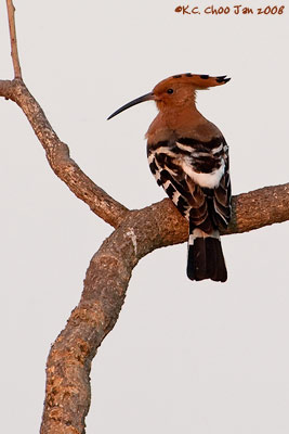 Common Hoopoe