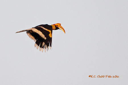Great Hornbill
