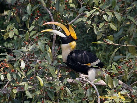 Great Hornbill