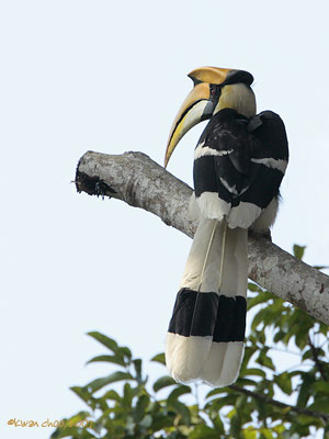 Great Hornbill