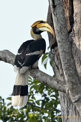 Great Hornbill
