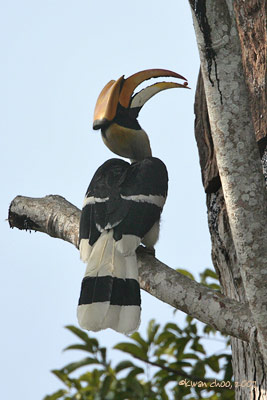 Great Hornbill