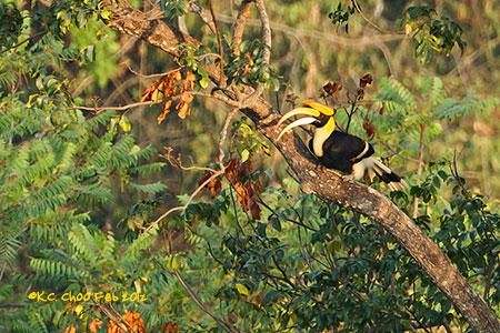 Great Hornbill