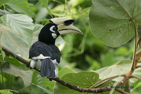 Oriental-pied Hornbill