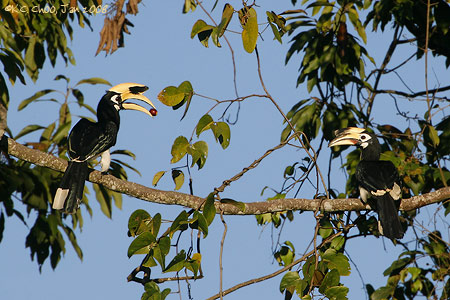 Oriental-pied Hornbill