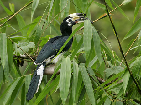 Oriental-pied Hornbill