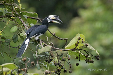 Oriental-pied Hornbill