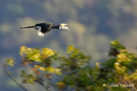 Oriental-pied Hornbill