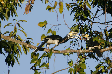 Oriental-pied Hornbill