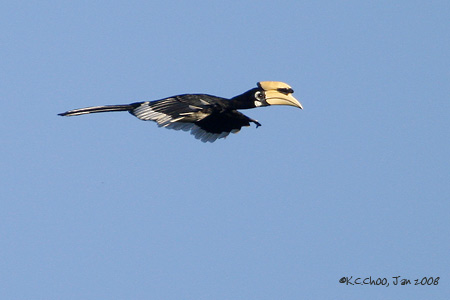 Oriental-pied Hornbill