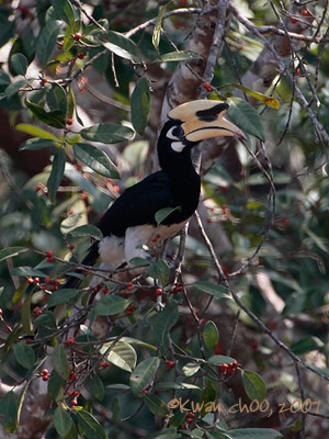 Oriental-pied Hornbill