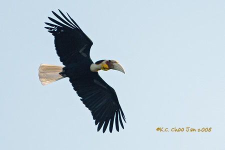 Wreathed Hornbill