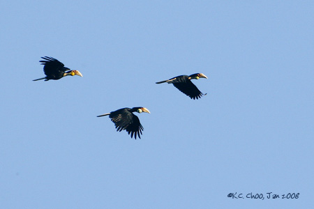 Wreathed Hornbill