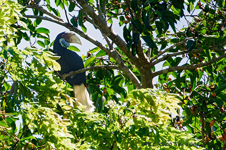 Wreathed Hornbill