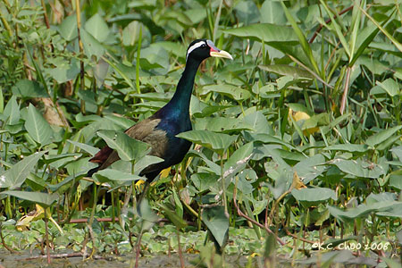 Bronze-winged Jacana