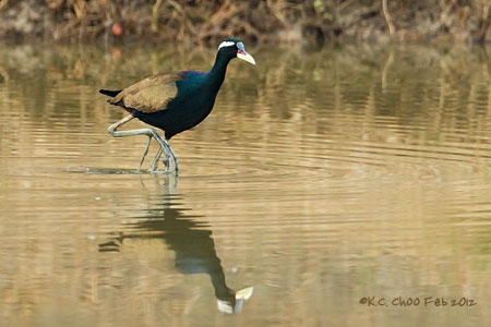 Bronze-winged Jacana