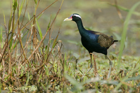 Bronze-winged Jacana
